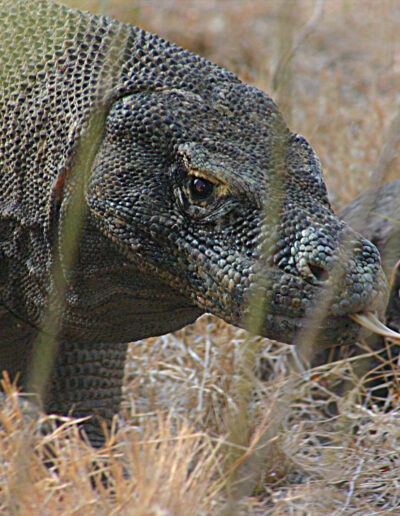 komodo_179c-scaled