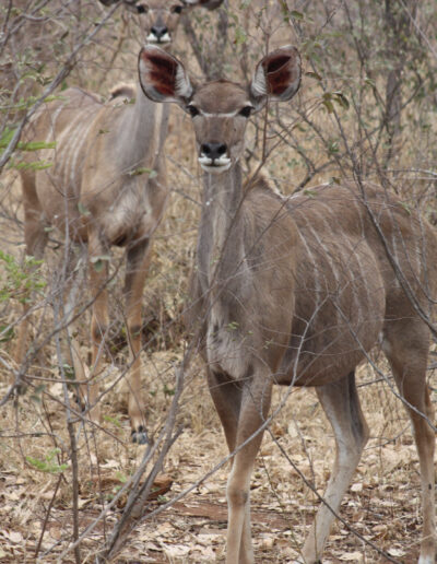 Female Greater Kudu