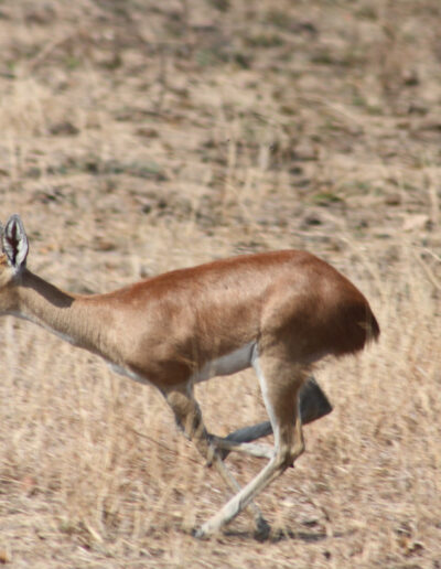 Steinbuck