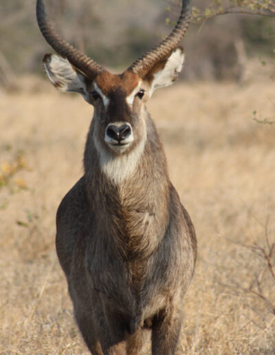 Ellipsis Waterbuck