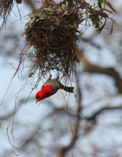 Red-headed Weaver