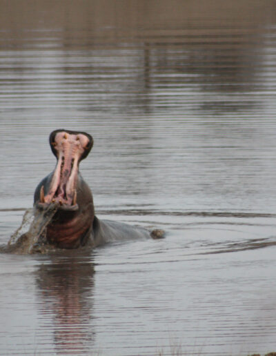 Hippo reminding us this lake is HIS!