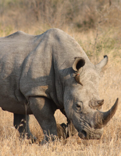 Southern White Rhino