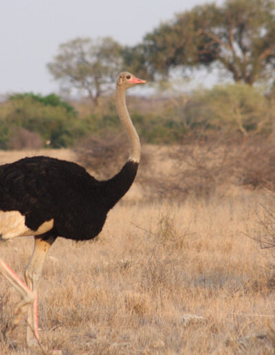 Male Ostrich