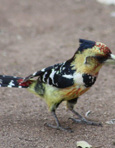 Crested Barbet