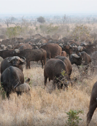 Cape Buffalo