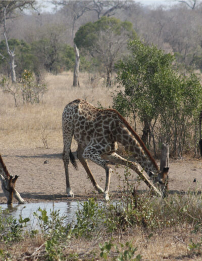 Southern Giraffe drinking