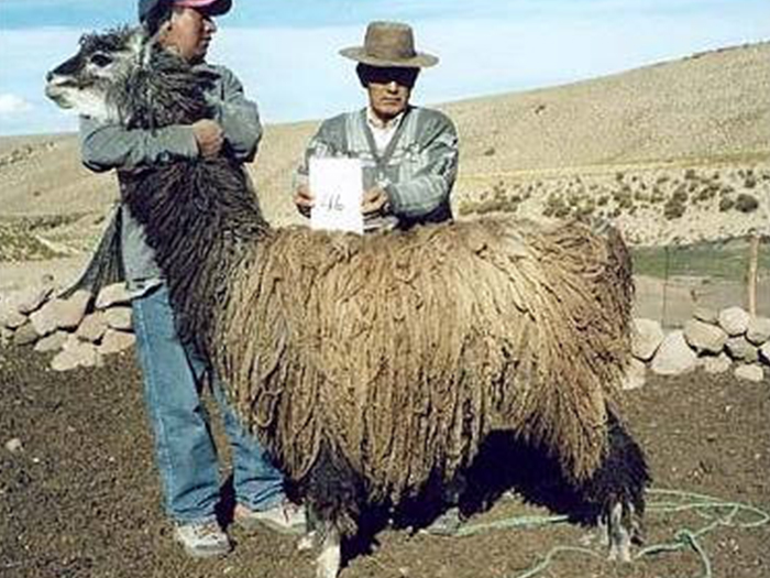 Chilean Plucha