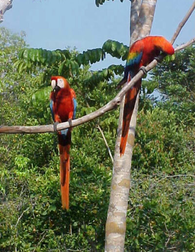 Scarlet Macaws Brazilian Amazon (September 2001)