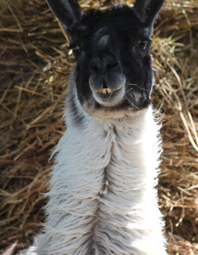 Chilean Plucha Face View