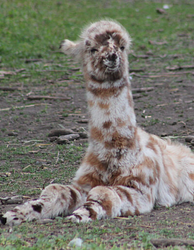 Miss Indiana X LUA Bravado's Shine On Me Son Sitting