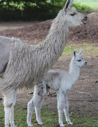 Beryl and Cravin The Gray Son