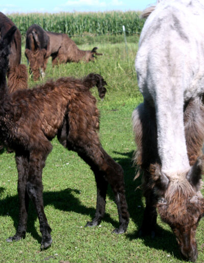 Dark Mavis with Family