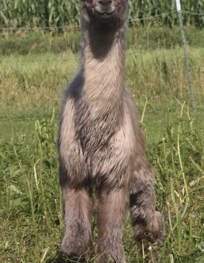 Dark Mazeera X Stobie's Tyson Sitting Front View