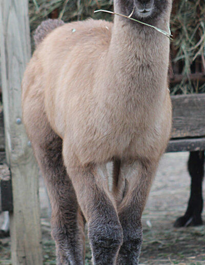 Fossa Front View