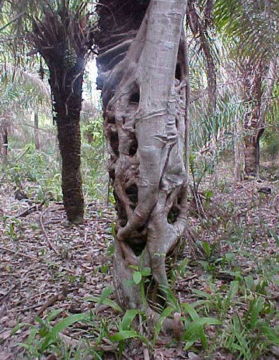 Strangler Fig northern Pantanal, Brazil (Sept. 2001)