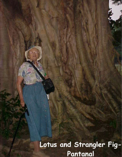 Lotus Miller and a HUGE Strangler Fig northern Pantanal, Brazil (Sept. 2001)