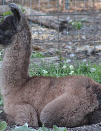 Fossa Side View