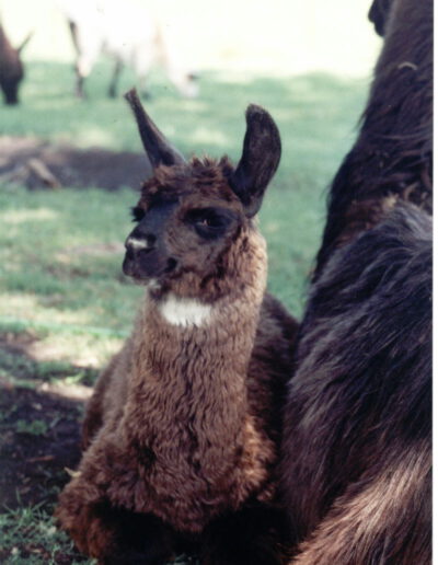 Zapora Sitting