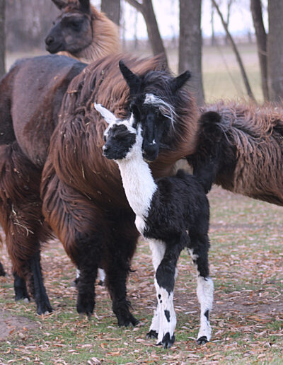 Male cria - Danita X PH Blackberry Wine