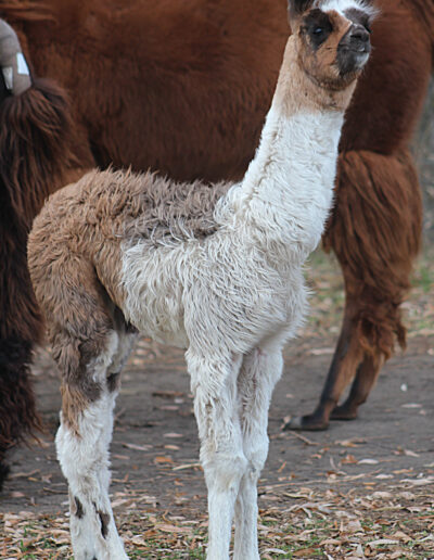 Male Cria Nov 2012