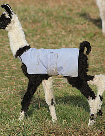 Male Cria Nov 2011